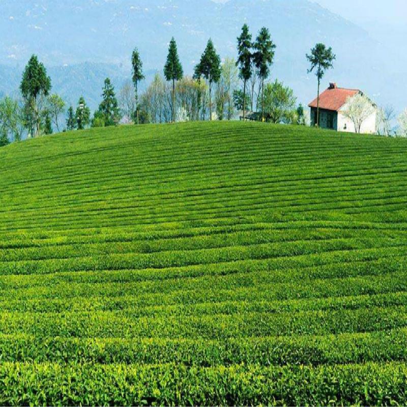 Ming Qian Premium Xinyang Maojian Tea Xin Yang Tea Mao Jian Green Tea 250g Tin