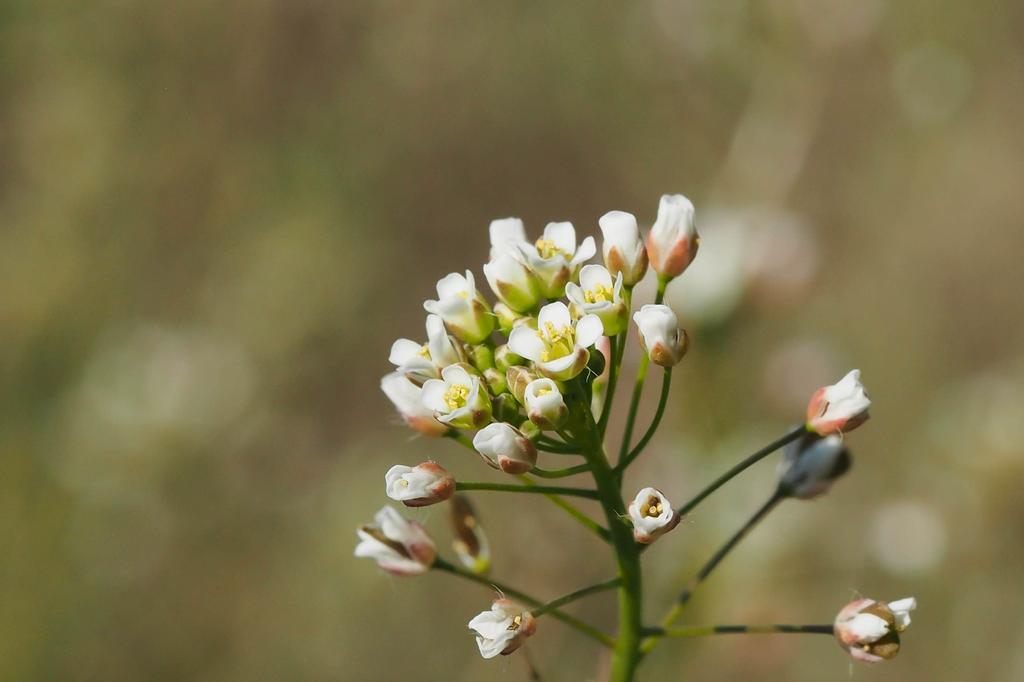 SAFLAX Garden in the Bag - Пастушья сумка - 1000 семян - С субстратом в подходящем мешке - Capsella bursa-pastoris