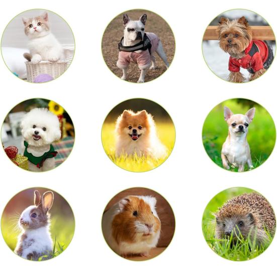 Raised Cat Food Bowl 15-degree Tilted Elevated Pet Feeder Bowl Anti Spill Stainless Steel Pet Food Dish for Dogs And Cats To Protect Pet's Spine