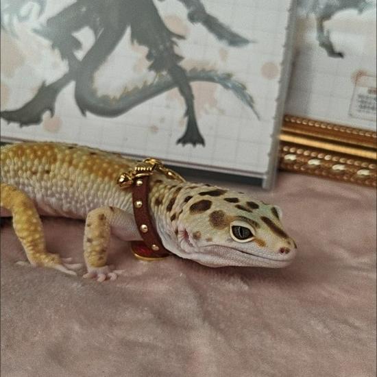 Регулируемый ошейник для питомца-ящерицы и крокодила – Привлекает богатство и удачу, Милое уличное кольцо на шею для рептилии