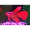 Artificial Silicone Betta Fish Tank Decoration, Aquarium Fake Fish High Simulation Lifelike Floating Betta Fish Tank Ornament