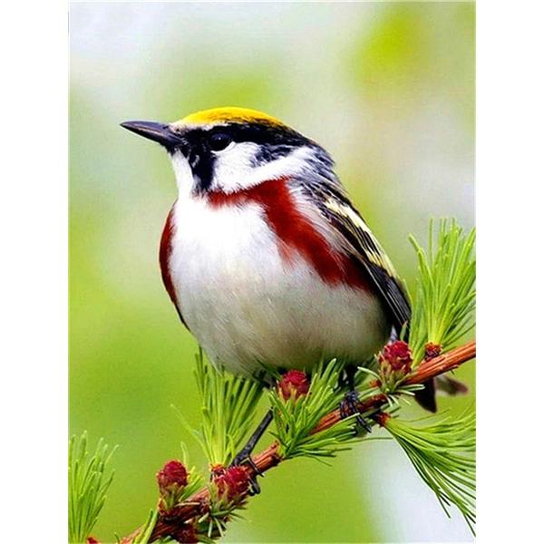 DIY 5D алмазная живопись птицы на деревьях Алмазная мозаика наборы для вышивки крестом украшение дома полная круглая алмазная вышивка