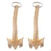 2Pcs Mini Handcrafted Human Spine Skeleton Model Keychain School Teaching Tool Elegant Pretty