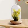 Clear Glass Bell Cover, Display Stand, Transparent Wooden Base for DIY Flower Crafts