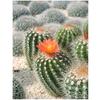 DIY Алмазная картина Кактус Зеленые растения Алмазная вышивка крестиком