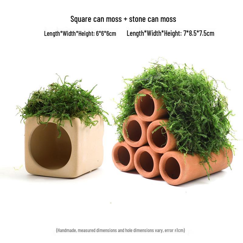 Aquatic Plant Moss Hideaway: Real Plant Jar for Fish & Shrimp