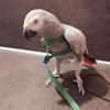 Portable Adjustable Bird Supplies Bird Leash Traction Strap Pet Training Rope Parrot Harness