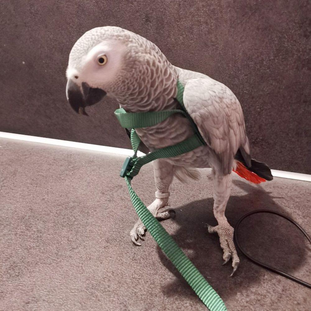 Portable Adjustable Bird Supplies Bird Leash Traction Strap Pet Training Rope Parrot Harness