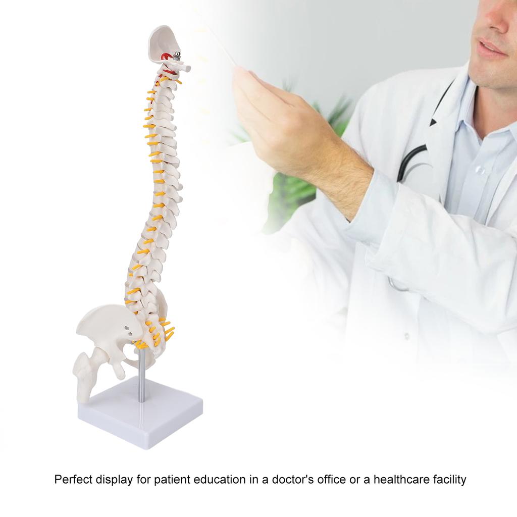 Vertebral Column Model Flexible Spine Caudal Vertebra Anatomical Model with Spinal Nerves for Science Classroom Teaching