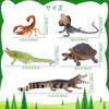 TOYMANY 12 ШТ. Фигурки Животных Набор Фигурок Диких Животных Реалистичные Модели Животных Тема Зоопарка Популярные Животные Игрушки Подарок на День Рождения Украшение Рождество Новый Г