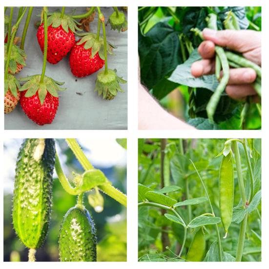 3/5/10 шт садовый нож для большого пальца сборщик фруктов из нержавеющей стали палец садовый резак инструмент для обрезки листьев для фруктов, овощей, цветов