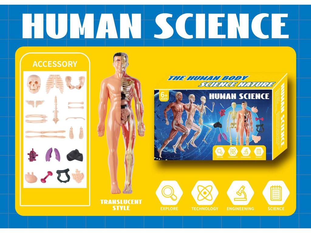 Набор 3D-модели человеческого скелета для детской образовательной анатомии и медицинского обучения