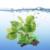 Small Artificial Water Grass Simulation Underwater Plant Aquarium Water Plants  Aquariums Landscape