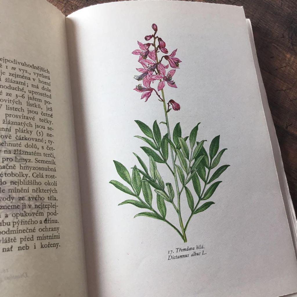 [USED] Czech Plant Encyclopedia Botanical Art Junk Journal