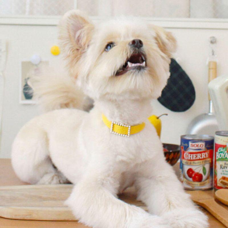 MAISON DE MIU Квадратное жемчужное колье_Желтый