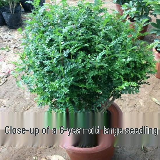 Fragrant Woodland Leaves Small Potted Bonsai for Office Desktop - Free Shipping