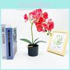 Simulated Phalaenopsis Potted Artificial Flower For Photography Props