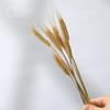 Wabi-Sabi Style Dried Flower Vase with Natural Reeds, Cattails, and Wheat (30-40cm)