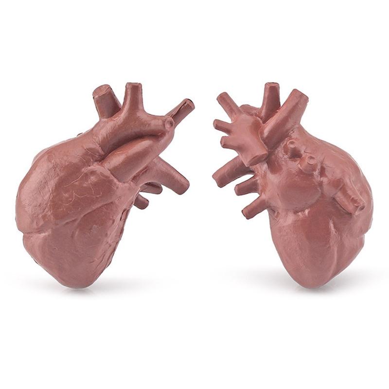 3D модели органов человеческого тела 8 шт. Детские обучающие пособия Медицинская школа Анатомия туловища человека Классные учебные наглядные пособия