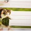 12 Adhesive School Labels - Rectangle - Kitten Photos