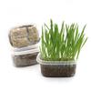 Cat Grass Barley Helps Remove Hairballs. Cat Grass Soil Nutrition Soil Cat Grass Set Cat Zero