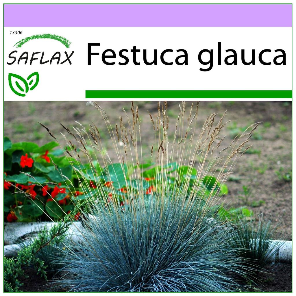 SAFLAX Голубая горная трава - 50 семян - Festuca glauca
