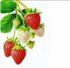 Очаровательные водостойкие наклейки для кухни и холодильника с клубникой