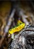 Wobbler Grasshopper Grasshopper Cicada Fishing Bait Pike Zander 4Cm