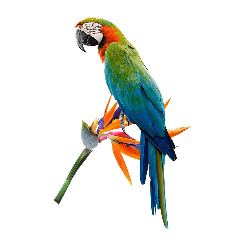 Красивая наклейка с попугаем на автомобиль, самоклеящаяся наклейка, водонепроницаемые декоративные наклейки для автомобиля