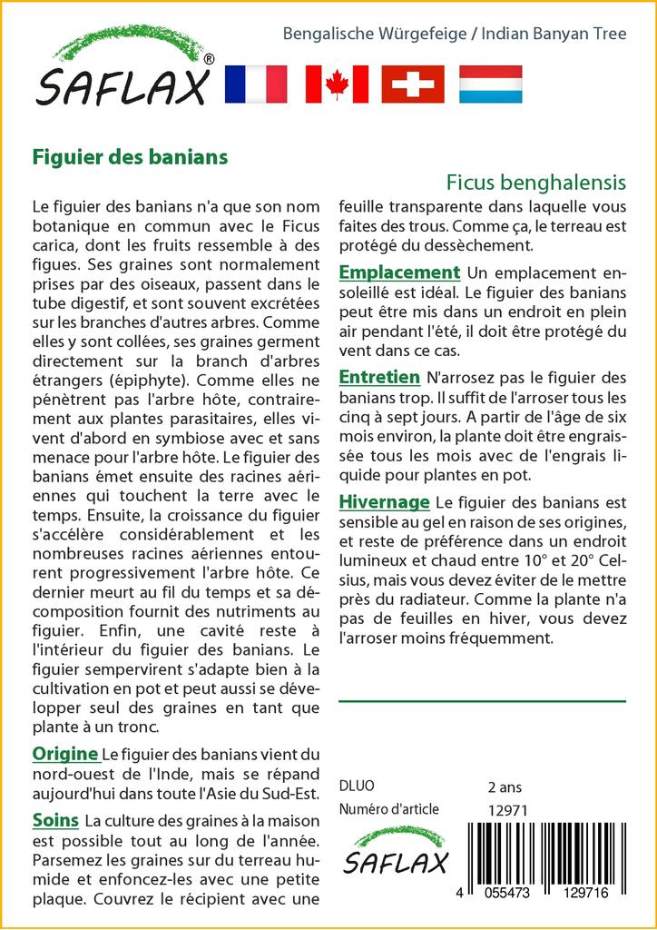 SAFLAX Индийский баньян - 20 семян - Ficus benghalensis