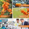 My Pahadi Dukan Himalayan Sea Buckthorn Berry Pulp 100ml Natural Juice For Skin Health Immune Support And Vitality