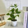 Flower Artificial Jasmine Potted Plant With Rain Flower Stone For Decor Interior