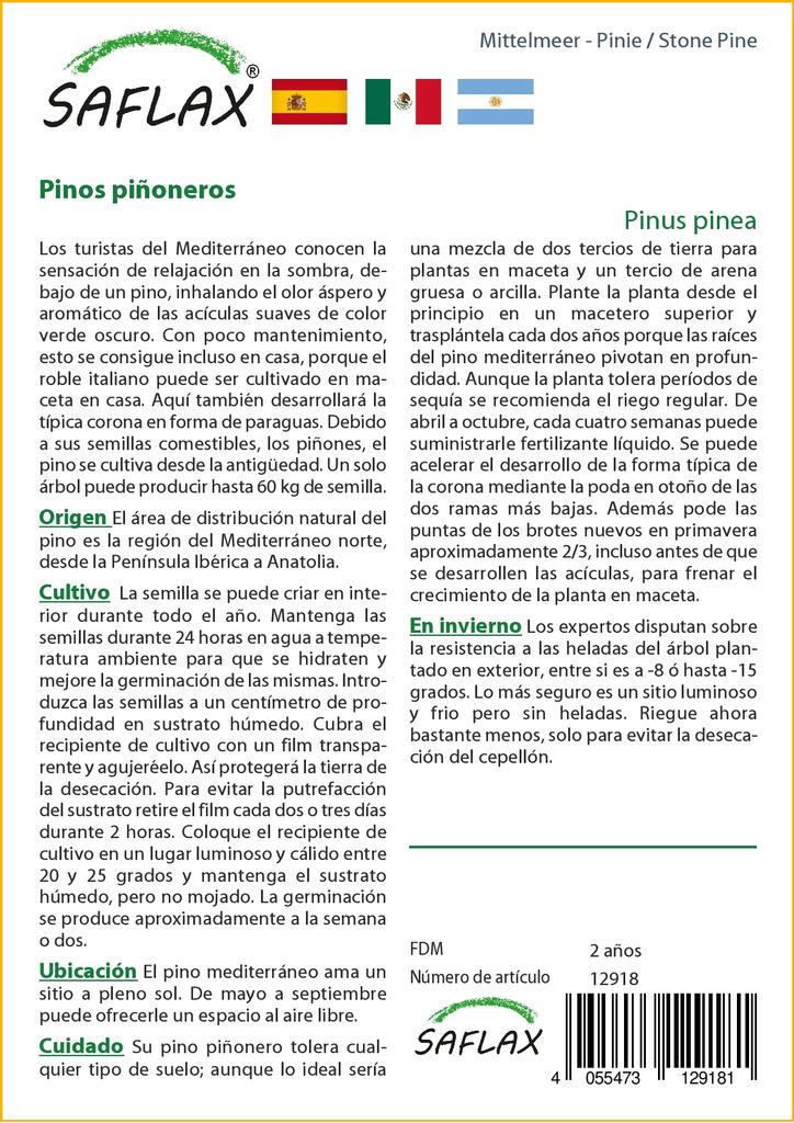 SAFLAX Сосна каменная - 6 семян - Pinus pinea