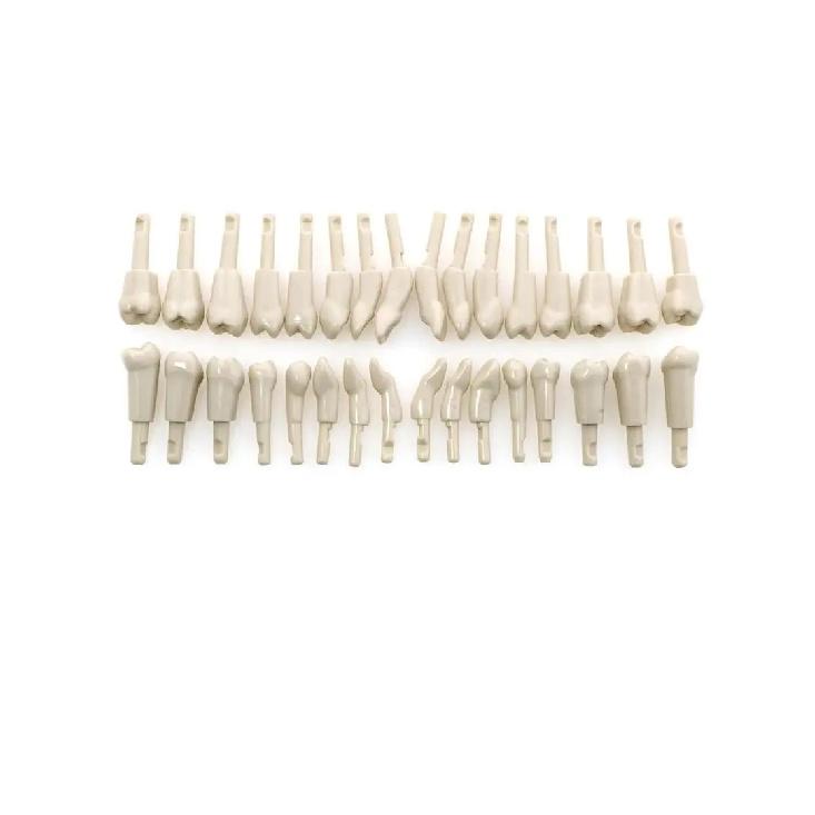 Dental Tooth Model Removable Compatible With KaVo Basic Teeth teeth Retention Mechanism Practice and Teaching