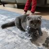 Костюм кота-мускула для руки, 3D-печать, реквизит для питомца, подвесная рука, смешной аксессуар для косплея супергероя для вечеринки по случаю дня рождения