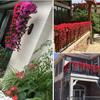 2 packs of bright artificial hanging orchid bouquets, 2023 fake wisteria vine hanging floral plants, long hanging bush flower garlands for walls
