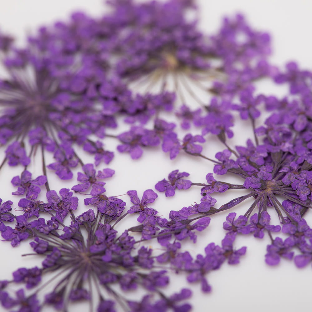 Suszone Kwiaty Do Zdobień Paznokci Mollylac Purple 5Szt