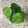 Маленькая имитация денежной травы 9 головок искусственные растения искусственный лист лотоса декор для дома офиса