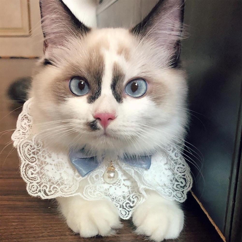 Кружевной бант с жемчужным воротником, шейный платок для кошек и собак, домашние кошки, котенок, собака, щенок, ожерелье нагрудник, галстук, шейный ремень, шарф, аксессуары
