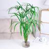Hydroponic Lucky Bamboo and Aquatic Grass for Fish Tanks and Ponds