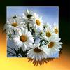 5D DIY Алмазная картина Белый цветок хризантемы Вышивка крестиком Алмазная вышивка Мозаика Домашний декор