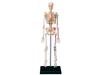 4D Human Skeleton Anatomy Model, 4D Puzzle, 6260011, Fame Master, 4D Master Educational Toy, STEM