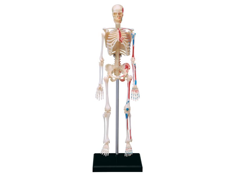 4D Human Skeleton Anatomy Model, 4D Puzzle, 6260011, Fame Master, 4D Master Educational Toy, STEM