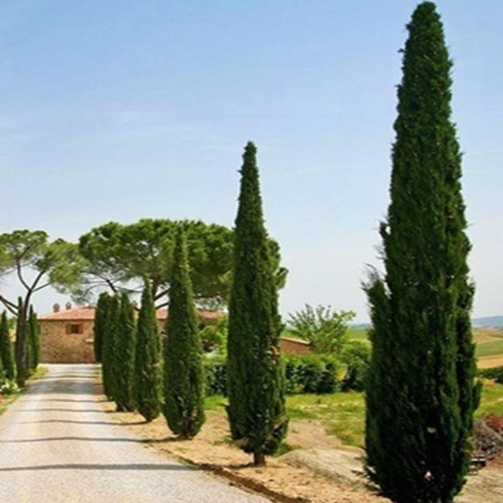 50 семян итальянского кипариса (Cupressus sempervirens stricta) - необработанный