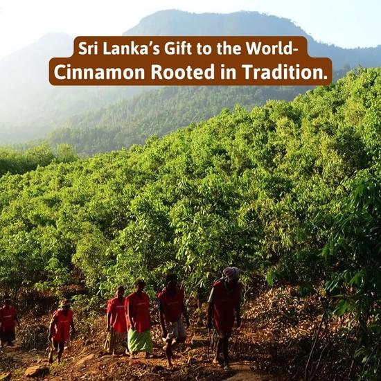 Мед и Специи Цейлон Далчини Палочки Корицы Органические Шри-Ланкийские - 50 г (Настоящая цейлонская кора/роллы) Ароматный для приготовления пищи, приправы, выпечки