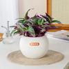 Самополивающиеся гидропонные растения горшок съемный офисный бонсай декор