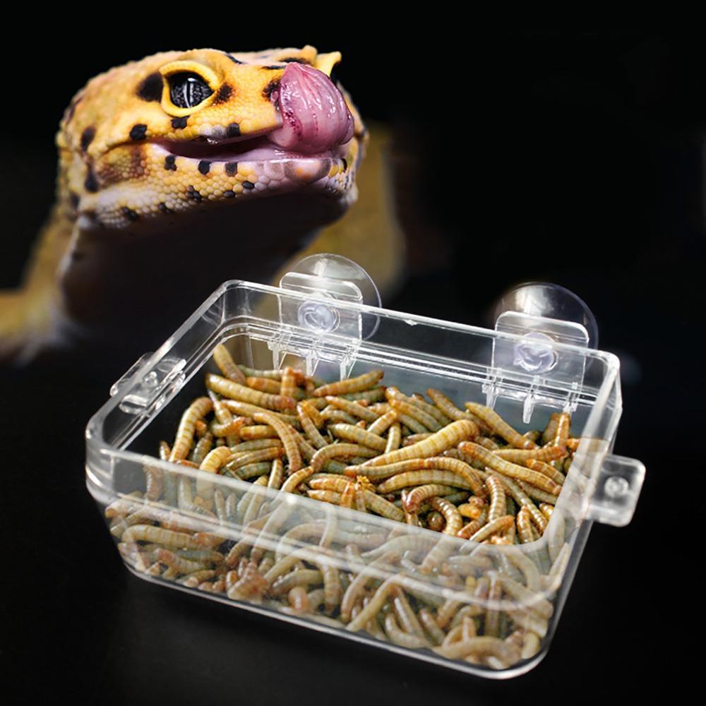 Transparent Worm Feeding Basin Non Toxic Live Feed Container Bait Water Supply Pet Feeding