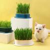 New Pet Cat Sprout Dish Growing Pot Hydroponic Plant Cat Grass Germination Digestion Starter Dish Greenhouse Grow Box