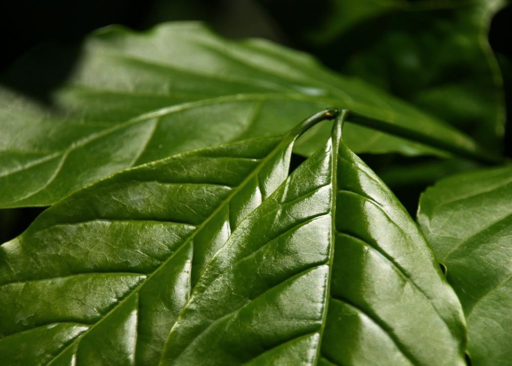 SAFLAX Кофе Карлик - 8 семян - Coffea arabica nana