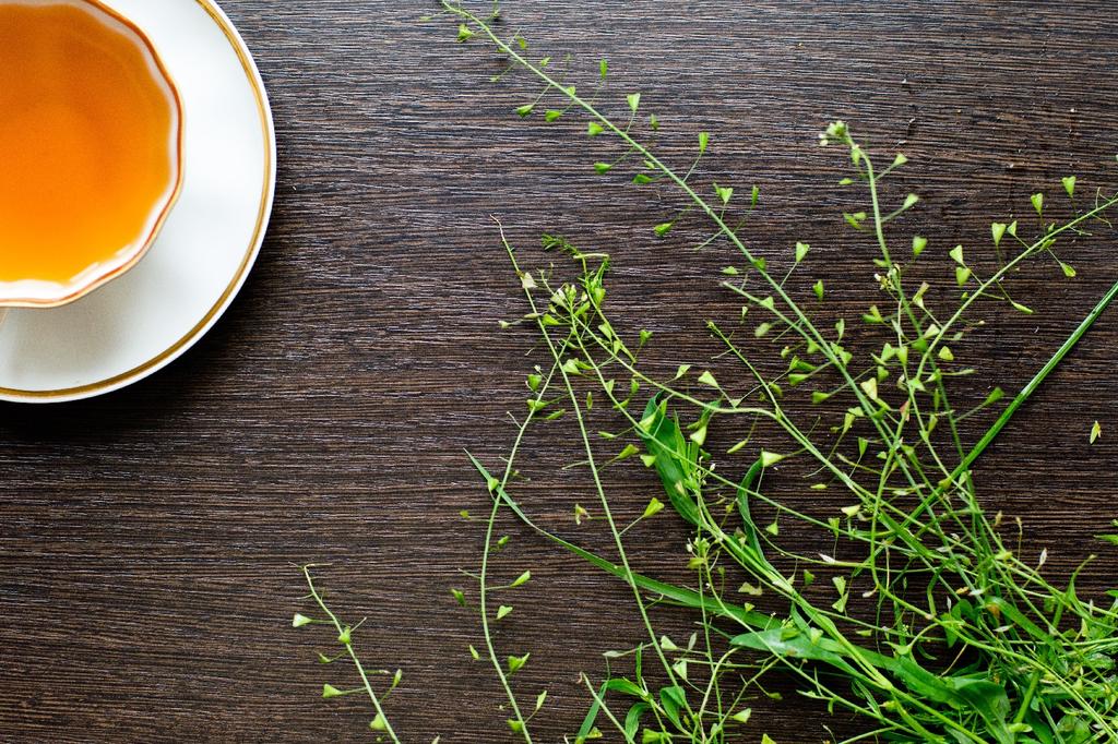 SAFLAX Garden in the Bag - Пастушья сумка - 1000 семян - С субстратом в подходящем мешке - Capsella bursa-pastoris